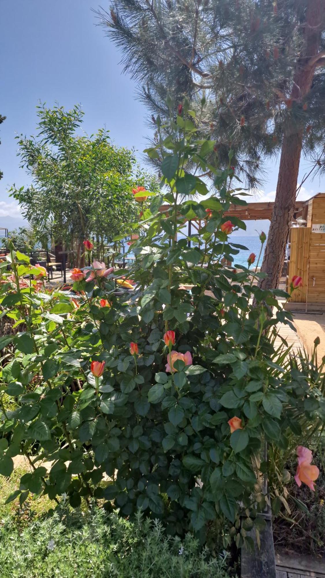Hotel L'Escale Porto Pollo Dış mekan fotoğraf